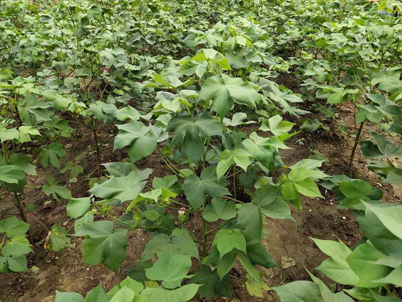 土壤有機質(zhì)測定方法