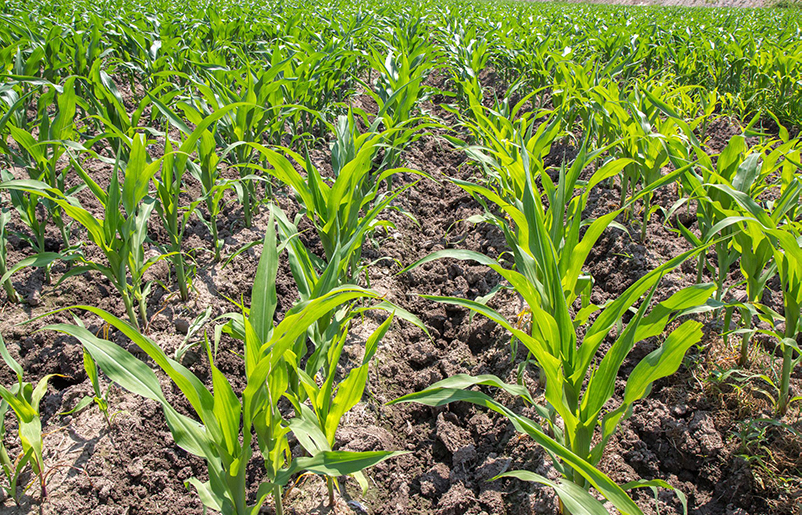 土壤養分快速檢測儀